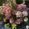 Hydrangea paniculata 'Touch of Pink' - Aedhortensia 'Touch of Pink' C10/10L